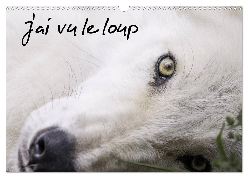 J'ai vu le loup (CALVENDO Calendrier mensuel 2027)