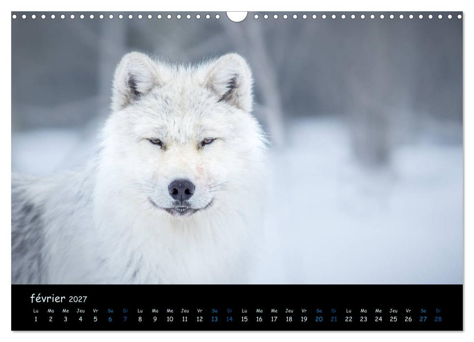 J'ai vu le loup (CALVENDO Calendrier mensuel 2027)