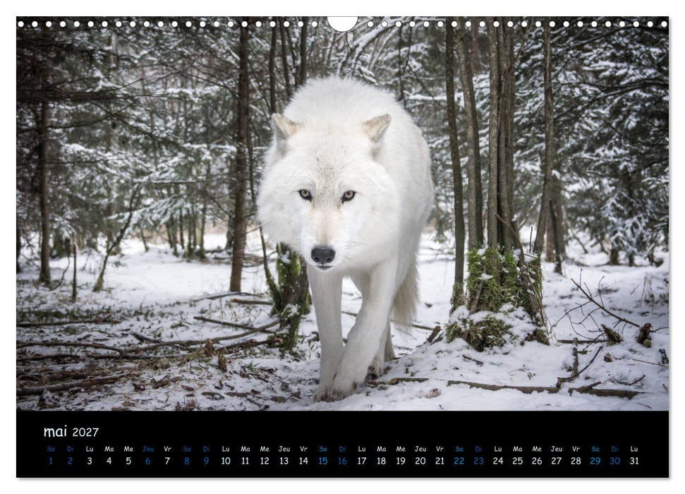 J'ai vu le loup (CALVENDO Calendrier mensuel 2027)