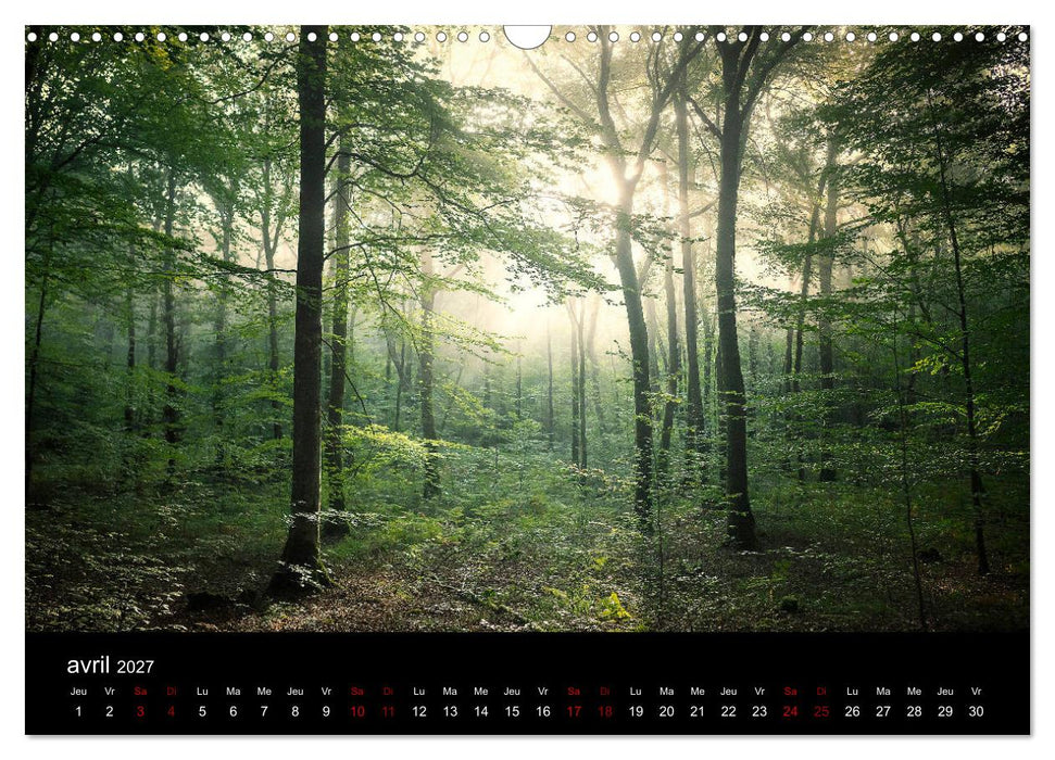Lumières de Brocéliande (CALVENDO Calendrier mensuel 2027)