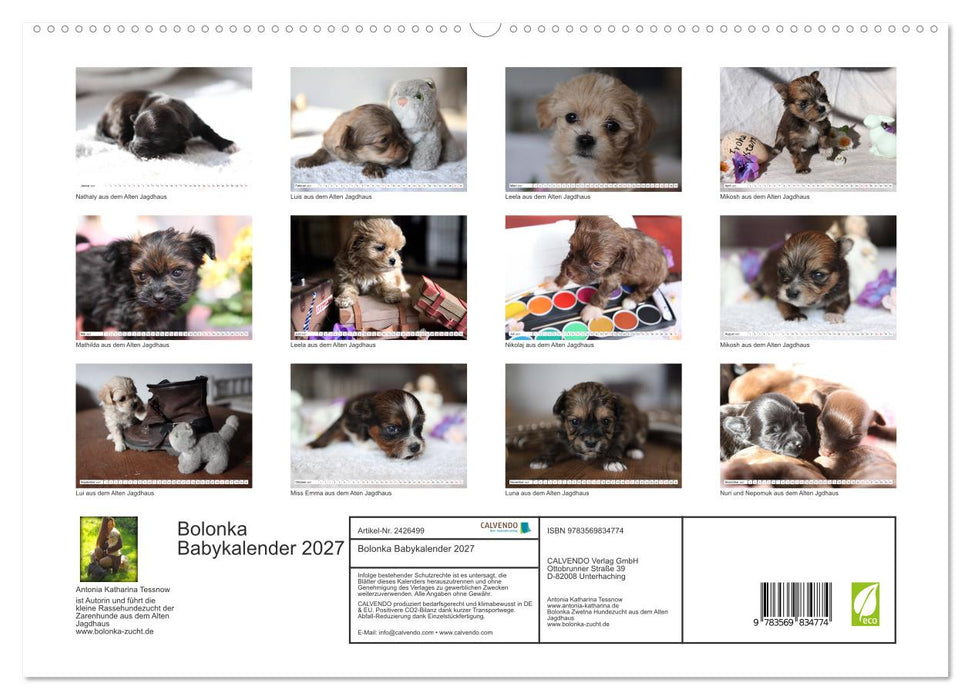 Bolonka Babykalender 2027 (CALVENDO Premium Wandkalender 2027)