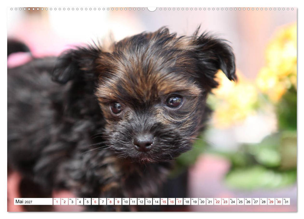 Bolonka Babykalender 2027 (CALVENDO Premium Wandkalender 2027)