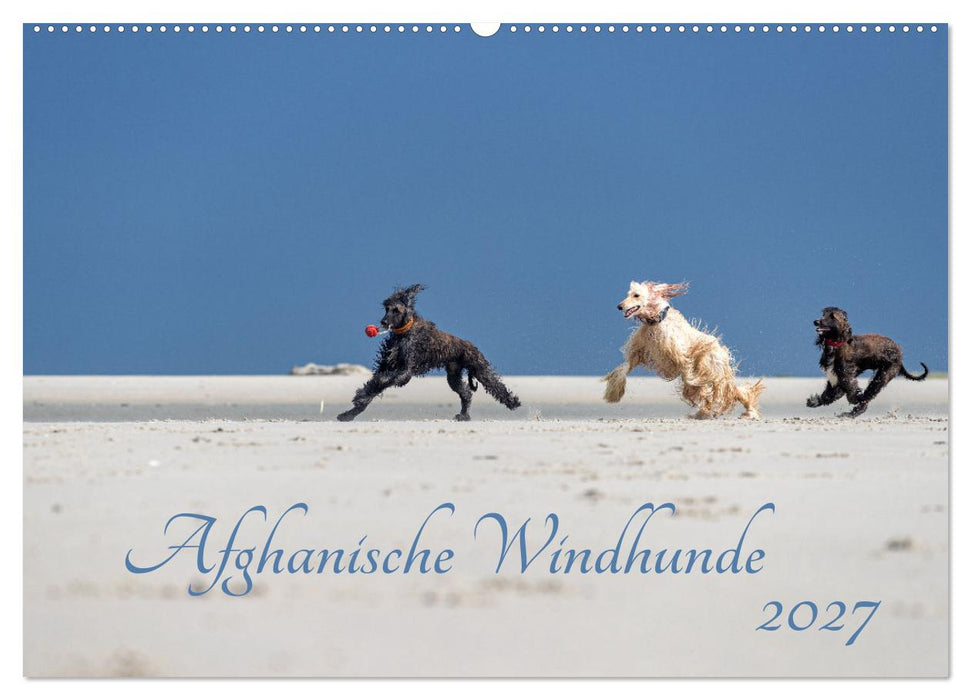 AFGHANISCHE WINDHUNDE 2027 (CALVENDO Wandkalender 2027)