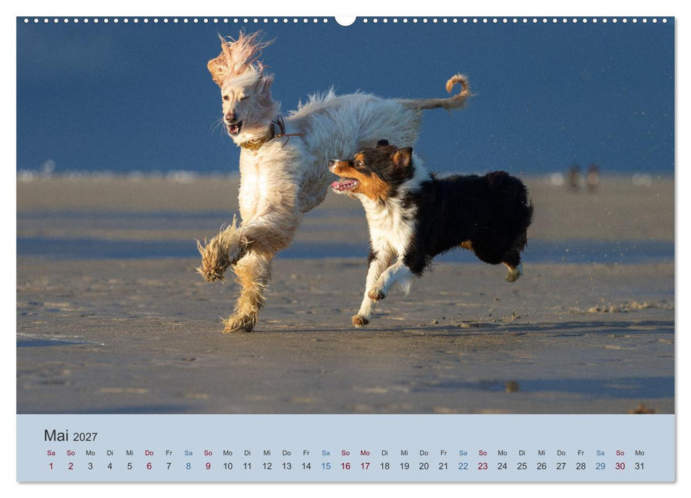 AFGHANISCHE WINDHUNDE 2027 (CALVENDO Wandkalender 2027)