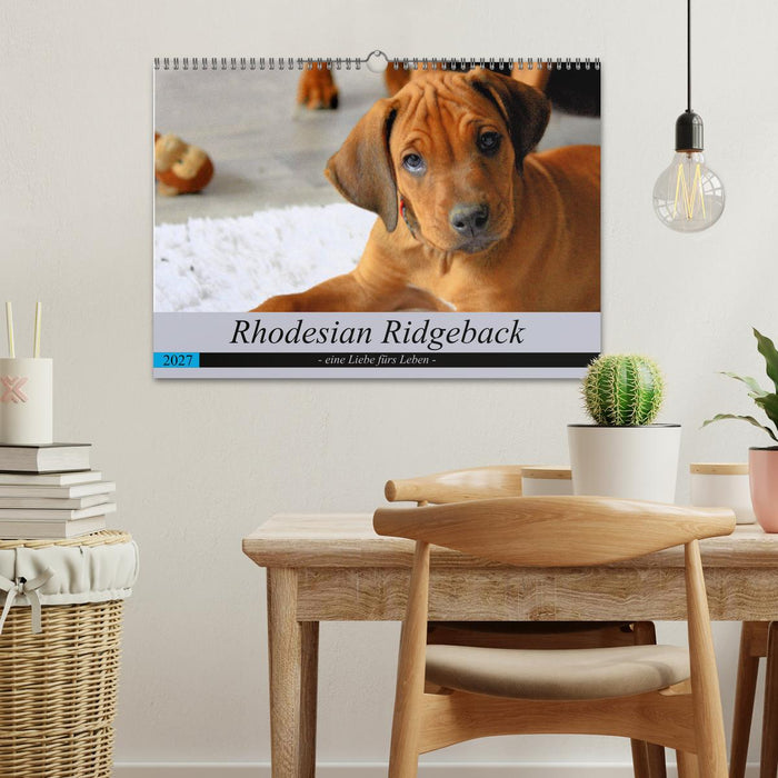 Rhodesian Ridgeback - eine Liebe fürs Leben (CALVENDO Wandkalender 2027)
