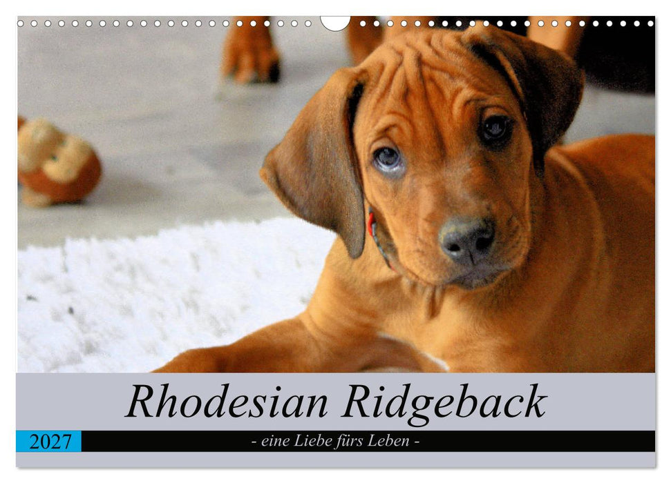 Rhodesian Ridgeback - eine Liebe fürs Leben (CALVENDO Wandkalender 2027)