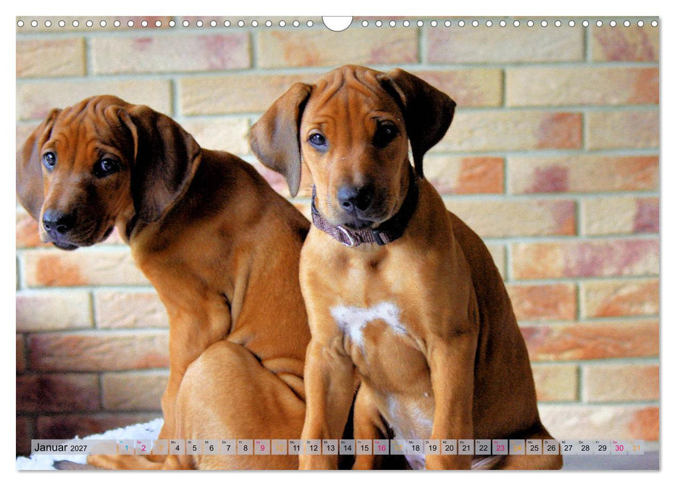 Rhodesian Ridgeback - eine Liebe fürs Leben (CALVENDO Wandkalender 2027)