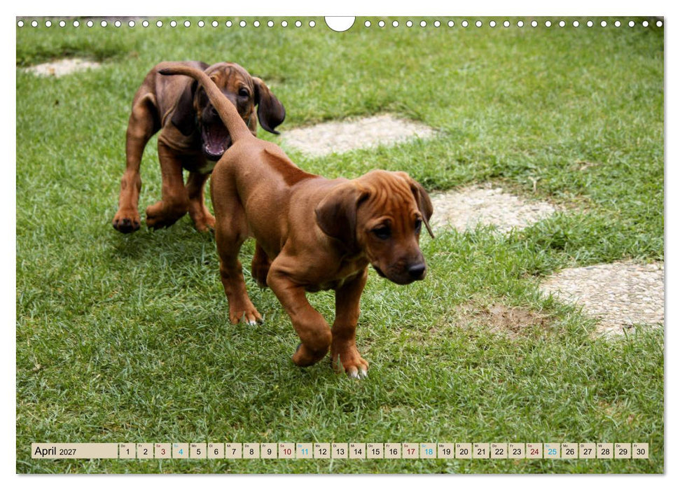 Rhodesian Ridgeback - eine Liebe fürs Leben (CALVENDO Wandkalender 2027)