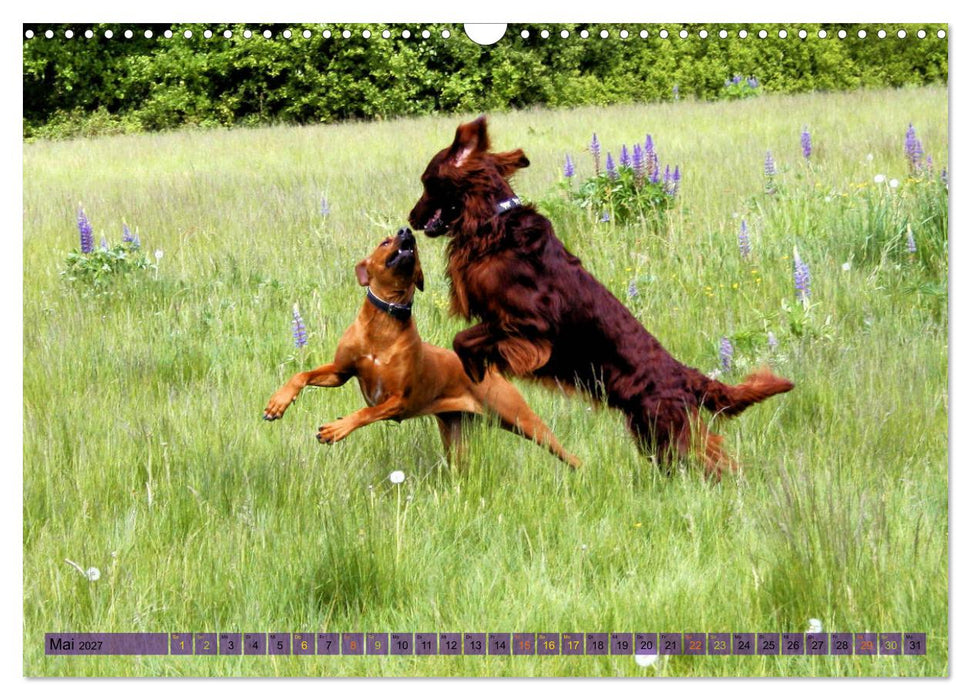 Rhodesian Ridgeback - eine Liebe fürs Leben (CALVENDO Wandkalender 2027)