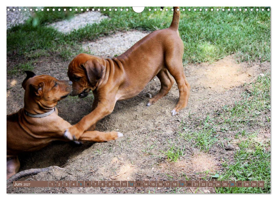 Rhodesian Ridgeback - eine Liebe fürs Leben (CALVENDO Wandkalender 2027)