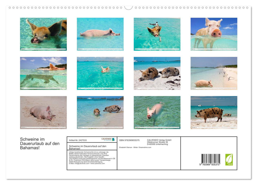 Schweine im Dauerurlaub auf den Bahamas! (CALVENDO Premium Wandkalender 2027)