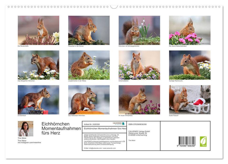 Eichhörnchen Momentaufnahmen fürs Herz (CALVENDO Premium Wandkalender 2027)