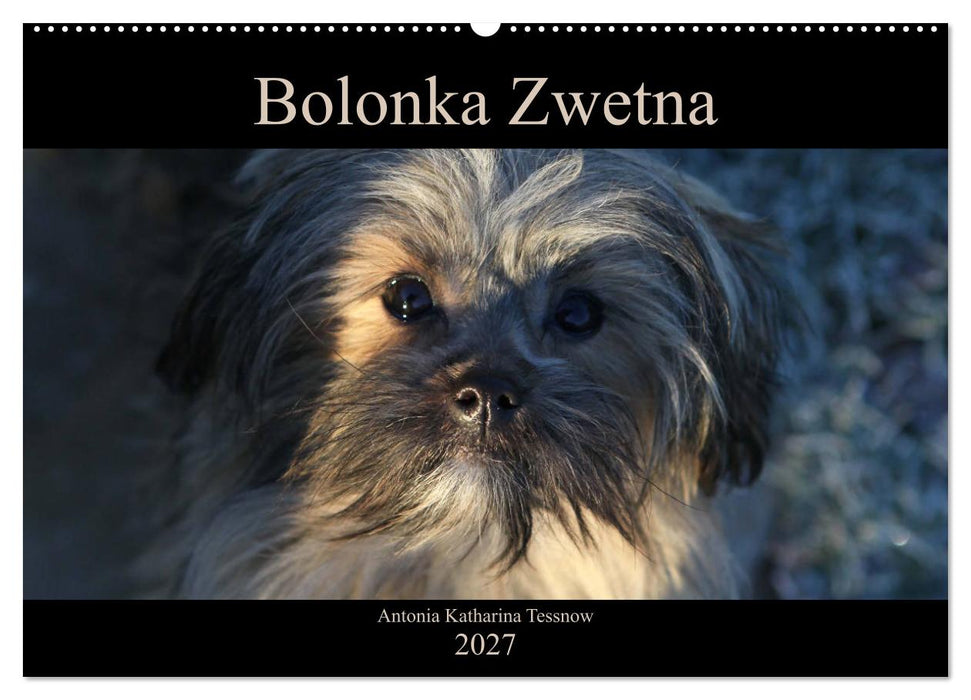 Bolonka Zwetna 2027 (CALVENDO Wandkalender 2027)