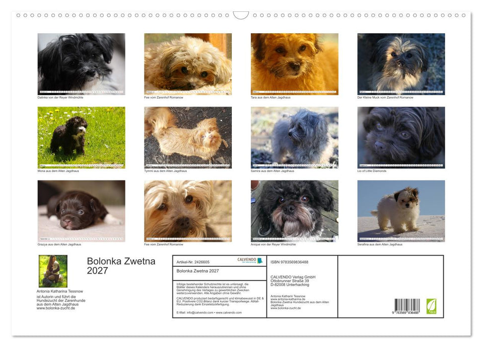 Bolonka Zwetna 2027 (CALVENDO Wandkalender 2027)