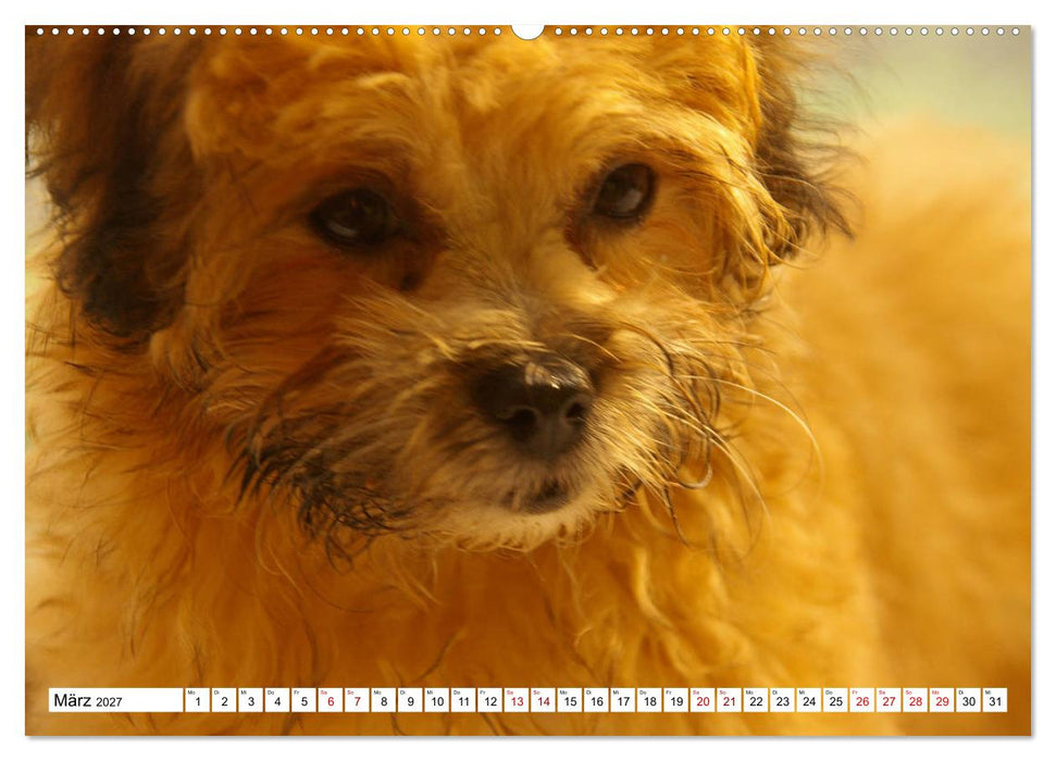 Bolonka Zwetna 2027 (CALVENDO Wandkalender 2027)