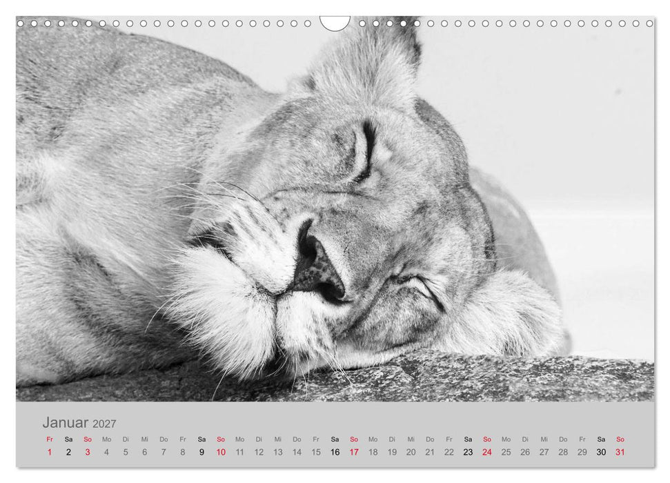 Die Seelen der wilden Tiere (CALVENDO Wandkalender 2027)