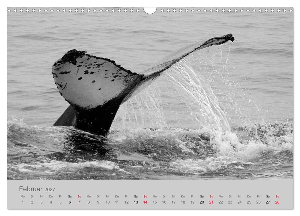 Die Seelen der wilden Tiere (CALVENDO Wandkalender 2027)