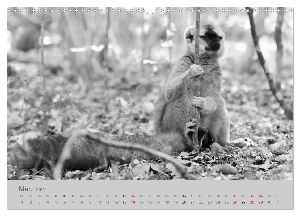 Die Seelen der wilden Tiere (CALVENDO Wandkalender 2027)