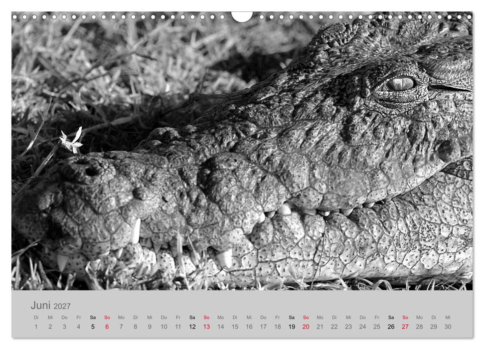 Die Seelen der wilden Tiere (CALVENDO Wandkalender 2027)