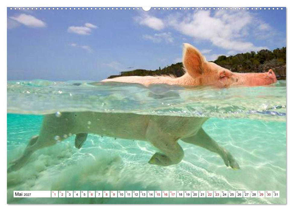 Schweine im Dauerurlaub auf den Bahamas! (CALVENDO Wandkalender 2027)