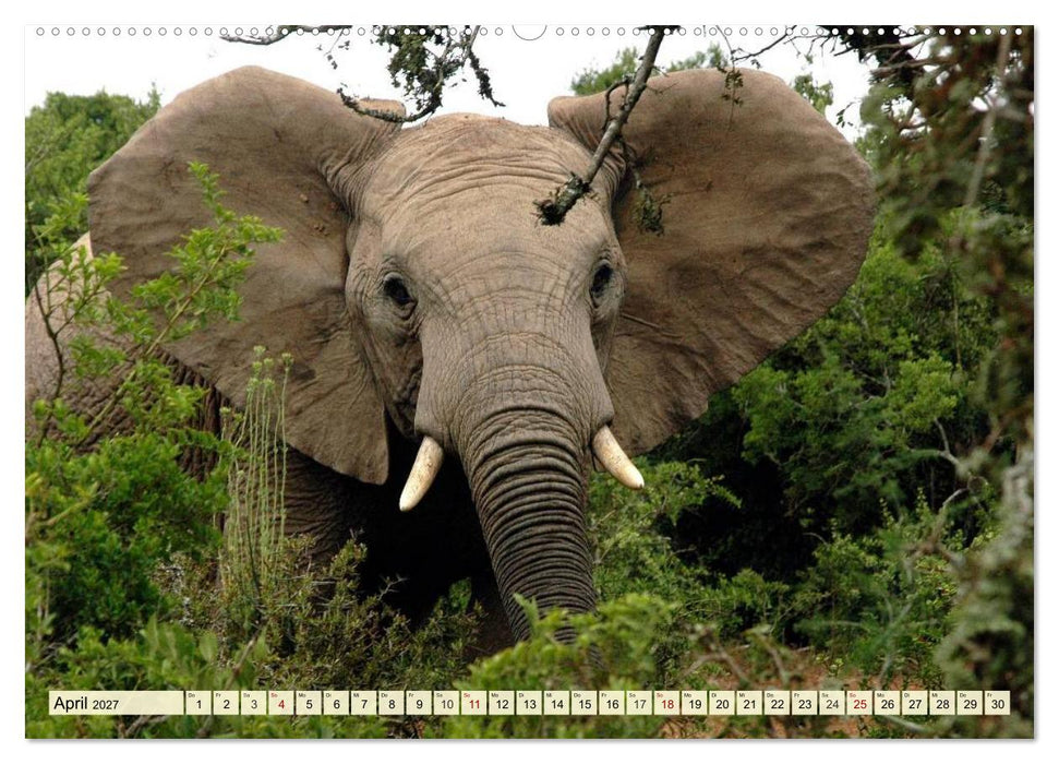 Afrika. Botswanas wundervolle Tierwelt (CALVENDO Premium Wandkalender 2027)