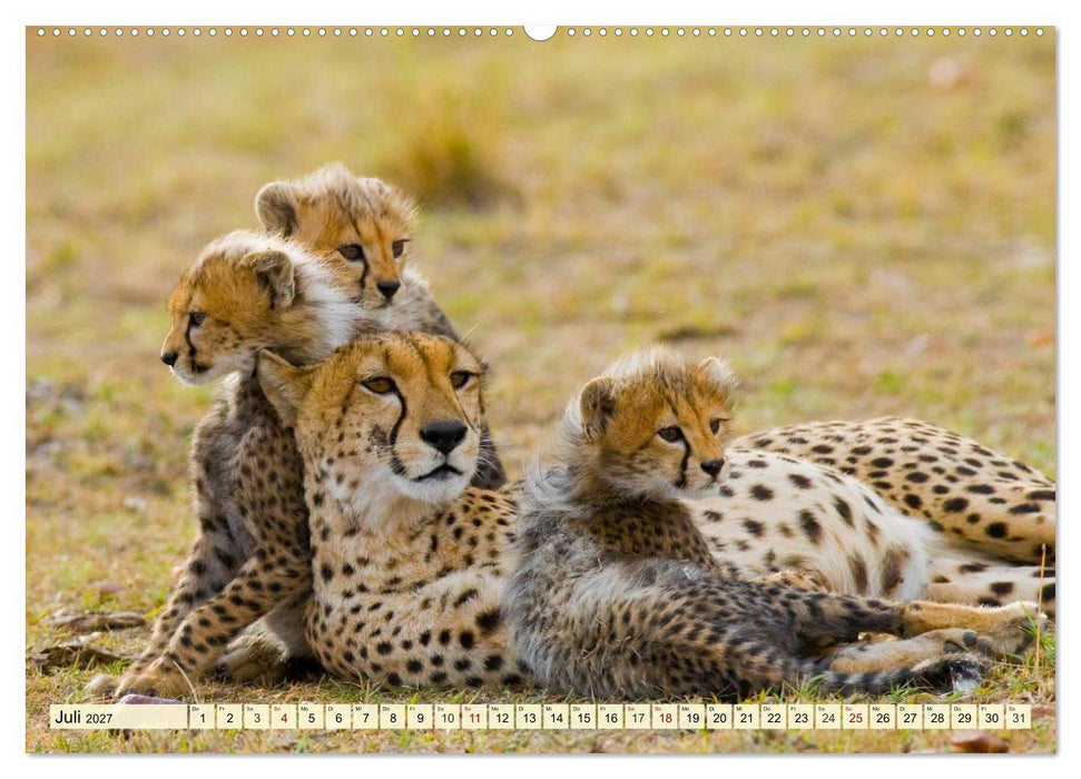 Afrika. Botswanas wundervolle Tierwelt (CALVENDO Premium Wandkalender 2027)