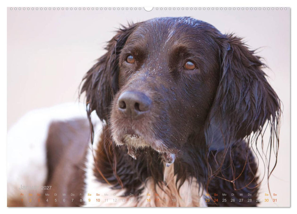 Faszination Jagdhund - Kleiner Münsterländer (CALVENDO Premium Wandkalender 2027)