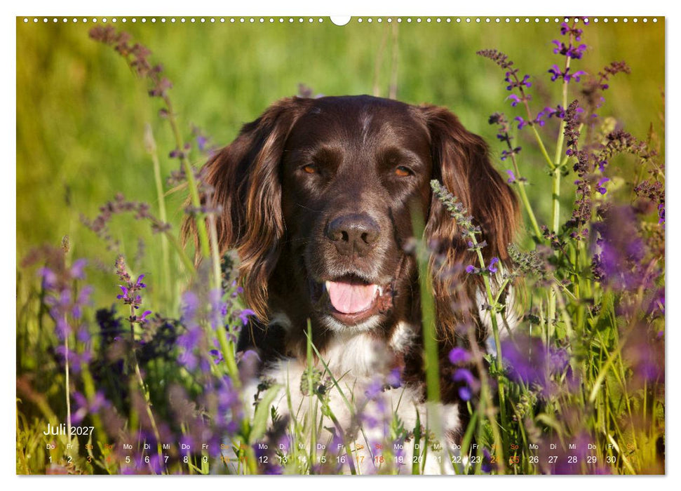 Faszination Jagdhund - Kleiner Münsterländer (CALVENDO Premium Wandkalender 2027)
