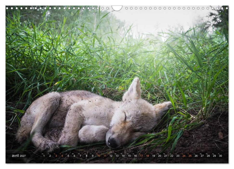 Les p'tits loups gris (CALVENDO Calendrier mensuel 2027)