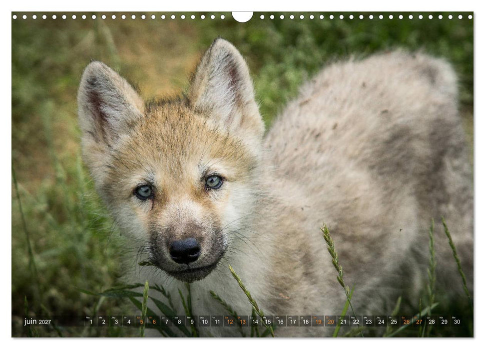 Les p'tits loups gris (CALVENDO Calendrier mensuel 2027)