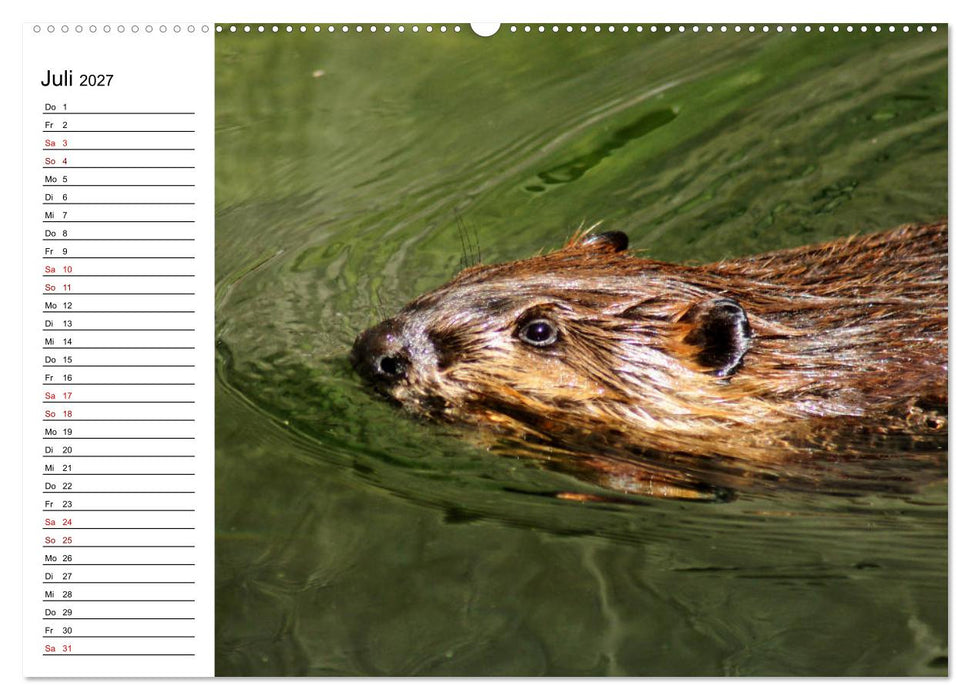 Das Familienleben der Biber (CALVENDO Premium Wandkalender 2027)