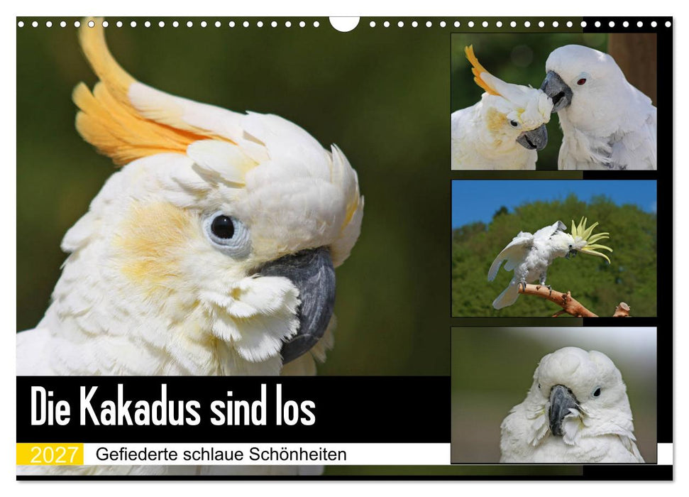 Die Kakadus sind los (CALVENDO Wandkalender 2027)