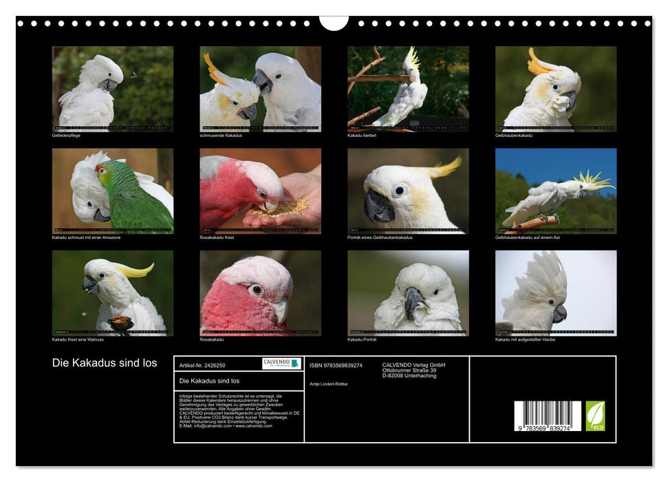 Die Kakadus sind los (CALVENDO Wandkalender 2027)