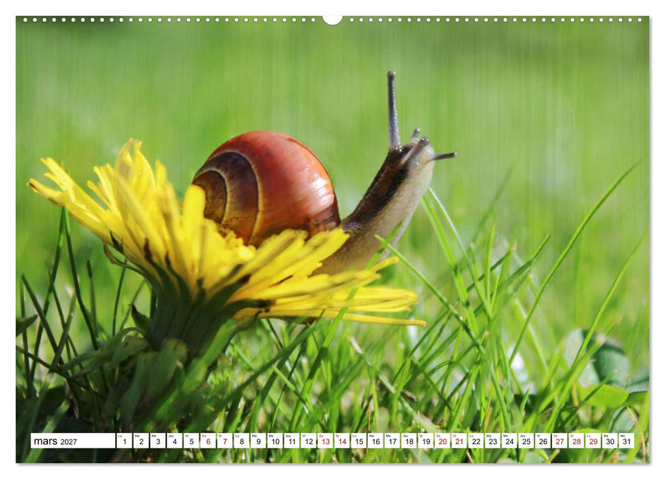 Admirons les escargots (CALVENDO Calendrier supérieur 2027)