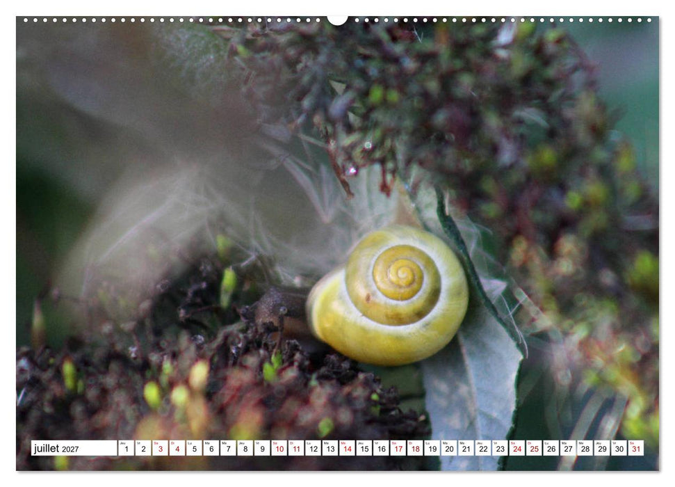 Admirons les escargots (CALVENDO Calendrier supérieur 2027)