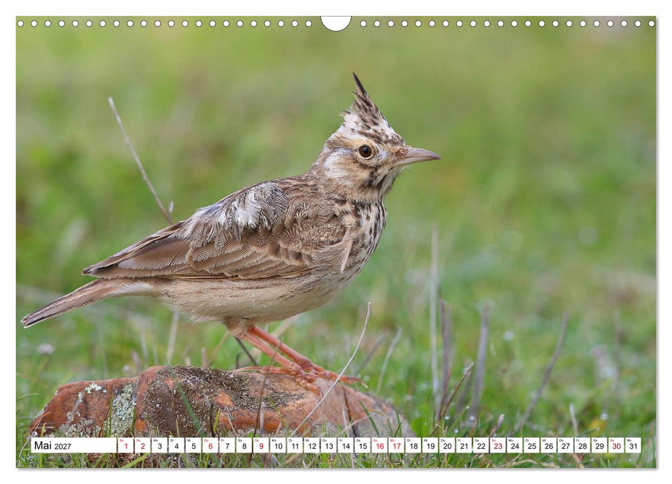 Vögel in der Extremadura (CALVENDO Wandkalender 2027)