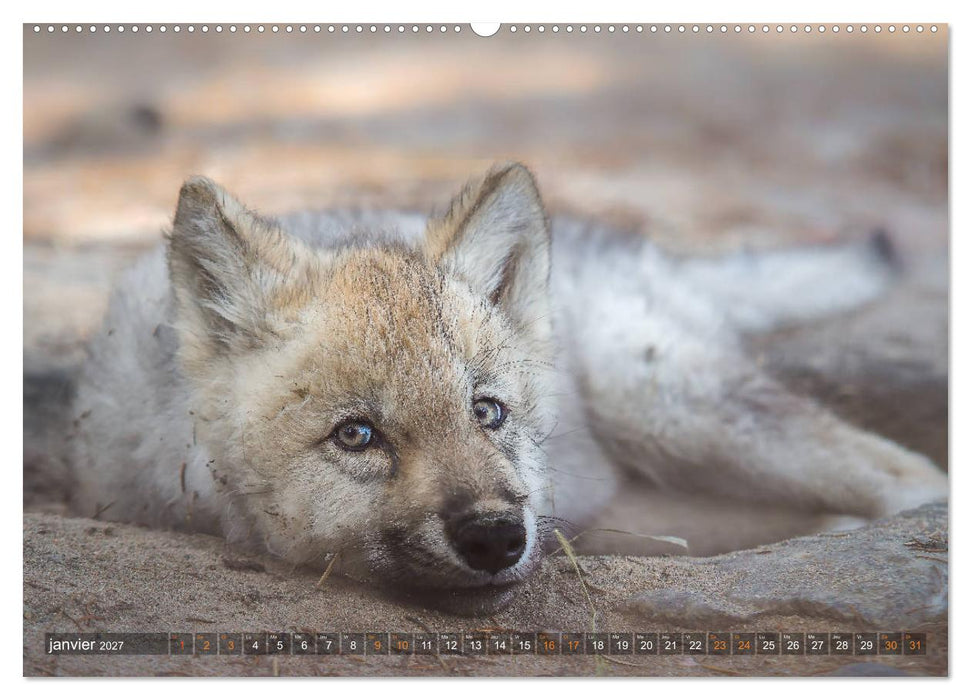 Les p'tits loups gris (CALVENDO Calendrier supérieur 2027)
