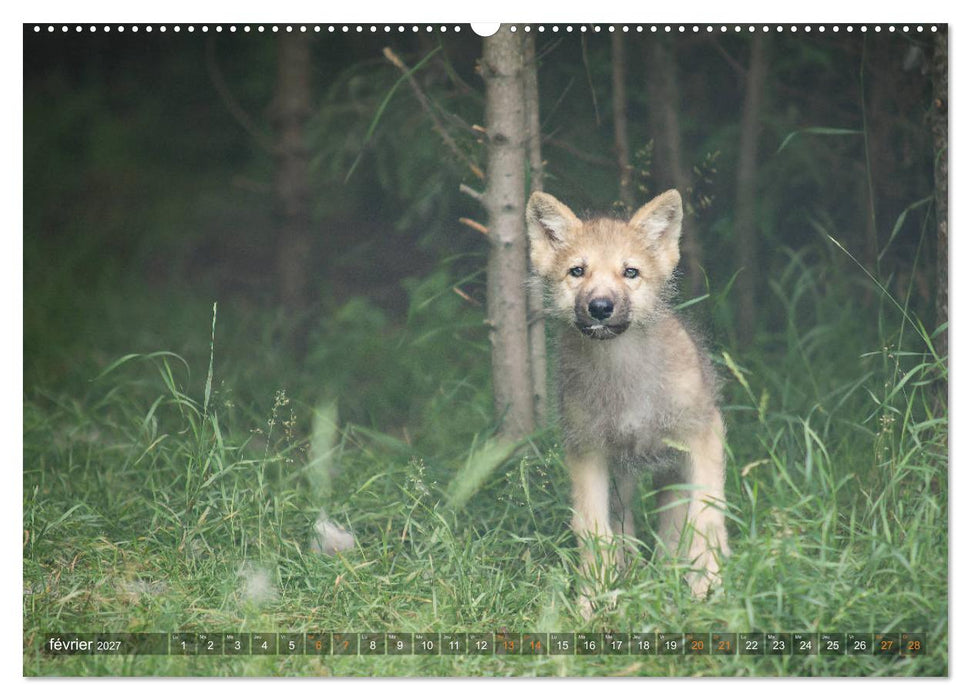 Les p'tits loups gris (CALVENDO Calendrier supérieur 2027)
