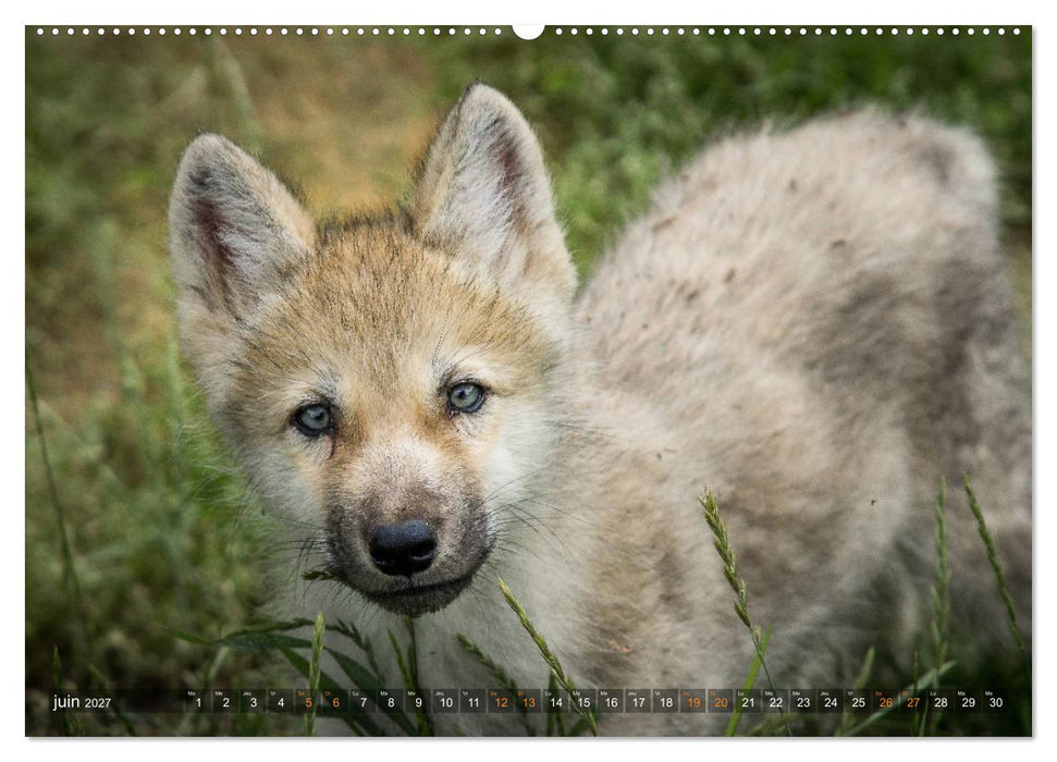 Les p'tits loups gris (CALVENDO Calendrier supérieur 2027)