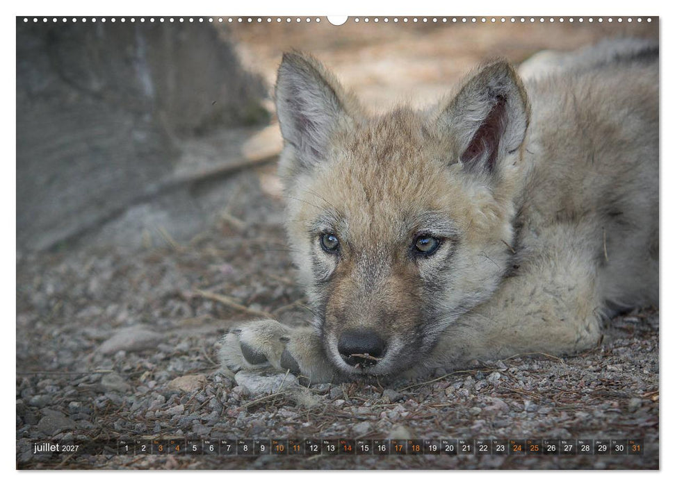Les p'tits loups gris (CALVENDO Calendrier supérieur 2027)