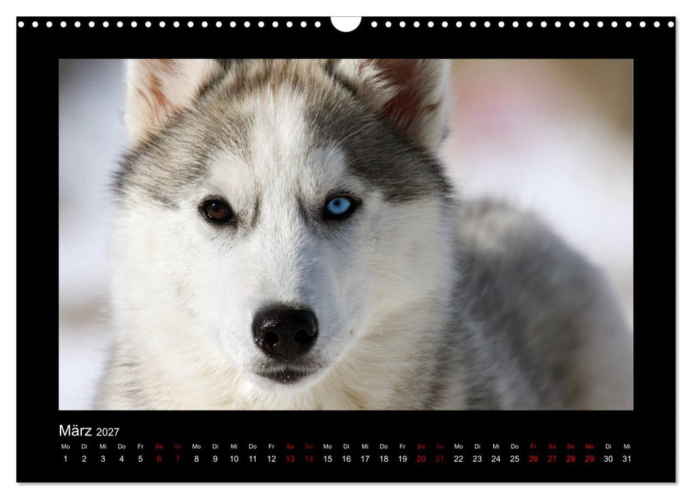 Huskys im Schnee (CALVENDO Wandkalender 2027)