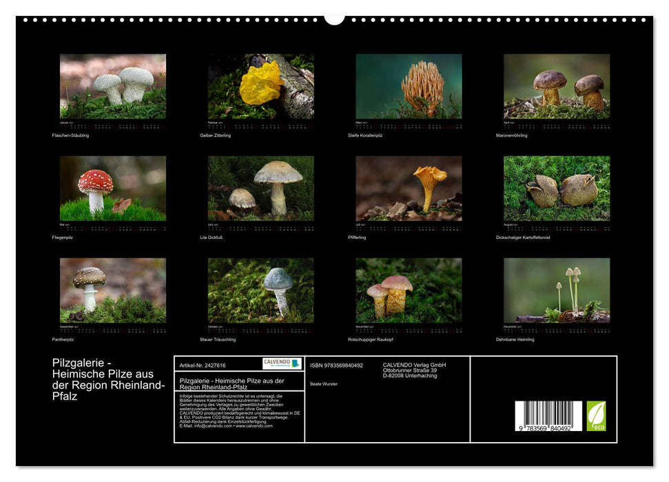 Pilzgalerie - Heimische Pilze aus der Region Rheinland-Pfalz (CALVENDO Premium Wandkalender 2027)
