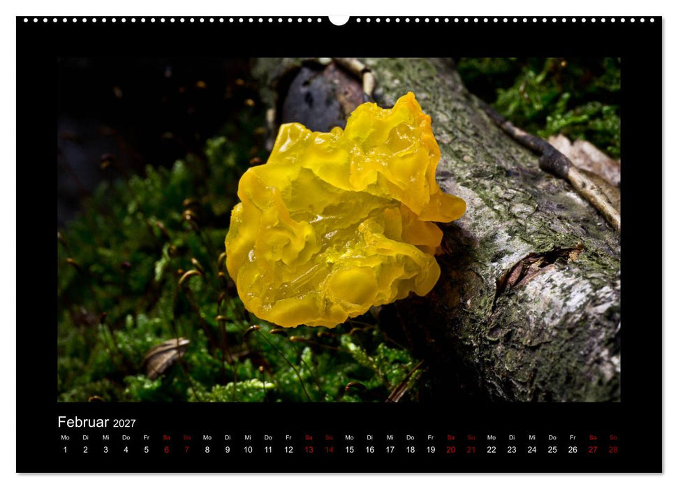 Pilzgalerie - Heimische Pilze aus der Region Rheinland-Pfalz (CALVENDO Premium Wandkalender 2027)