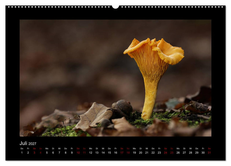 Pilzgalerie - Heimische Pilze aus der Region Rheinland-Pfalz (CALVENDO Premium Wandkalender 2027)
