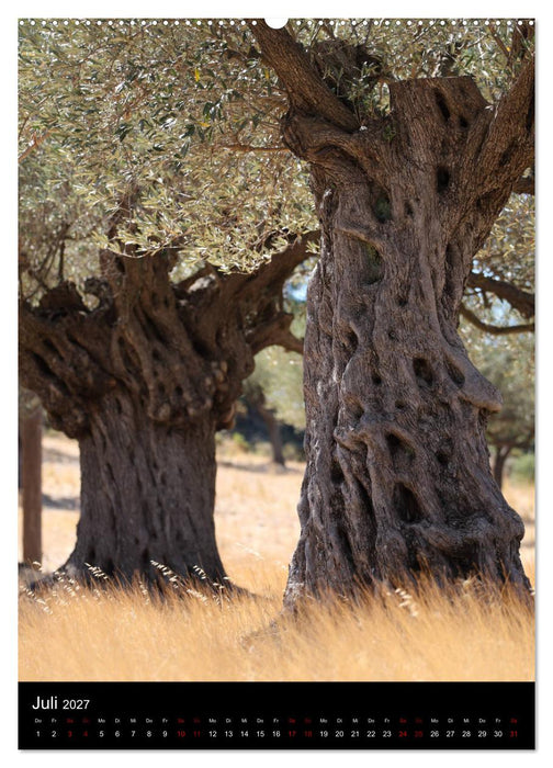 Bäume - Stilles Leben (CALVENDO Premium Wandkalender 2027)
