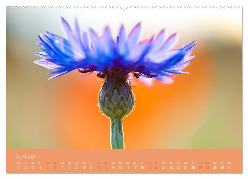 Farbwechsel - Die Farben der vier Jahreszeiten (CALVENDO Wandkalender 2027)