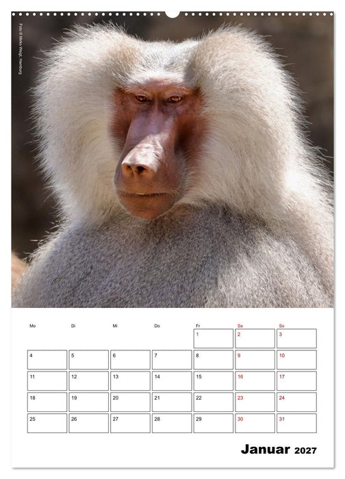 Augenblick der Affen 2027 (CALVENDO Premium Wandkalender 2027)
