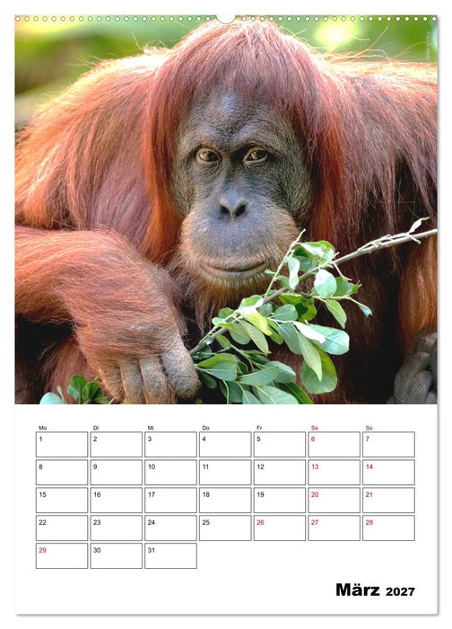 Augenblick der Affen 2027 (CALVENDO Premium Wandkalender 2027)