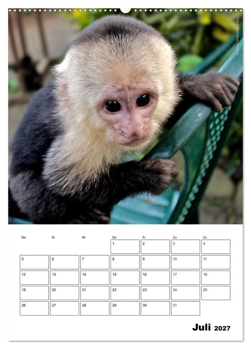 Augenblick der Affen 2027 (CALVENDO Premium Wandkalender 2027)