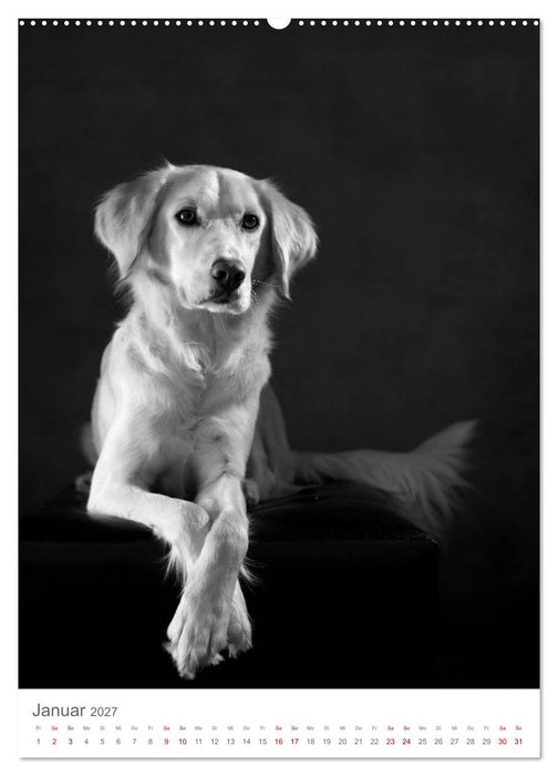 Fine Art Hundeportraits (CALVENDO Wandkalender 2027)